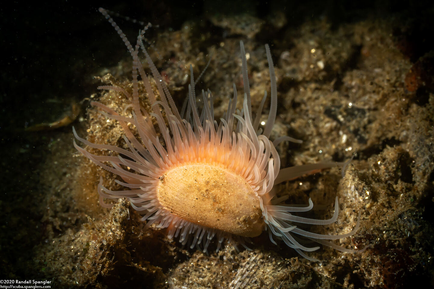 Limaria hemphilli (Hemphill's Fileclam)