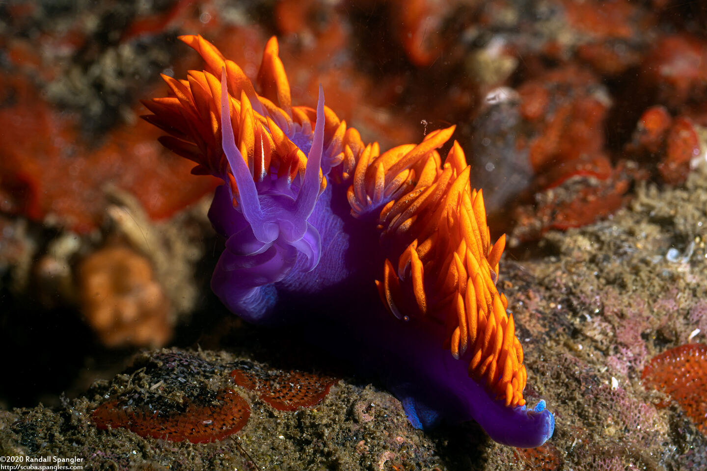 Flabellinopsis iodinea (Spanish Shawl)