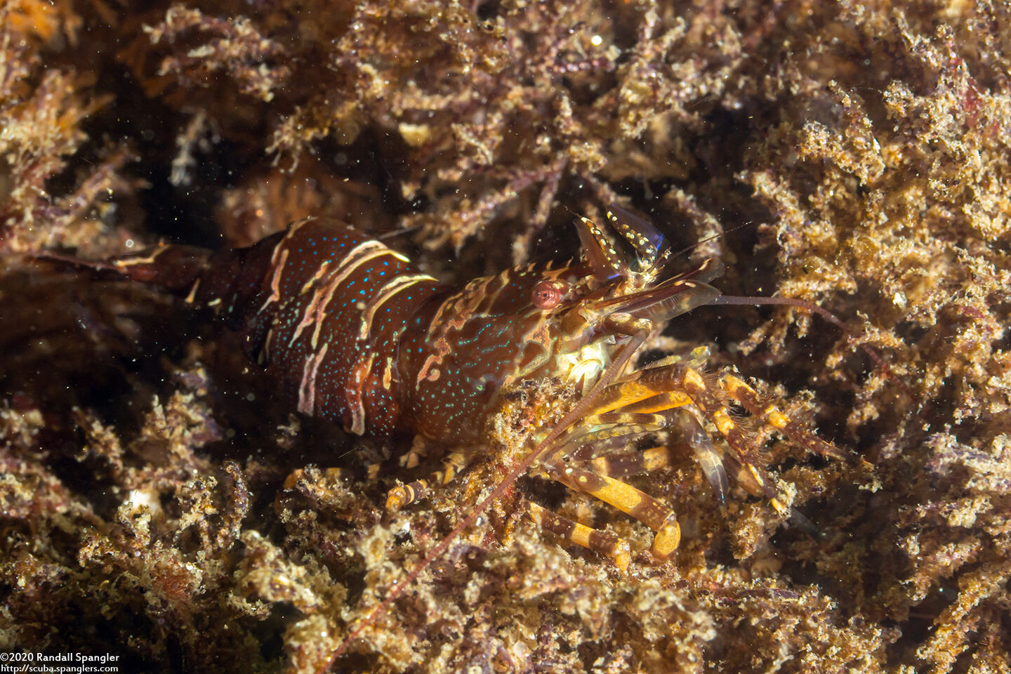 Heptacarpus palpator (Intertidal Coastal Shrimp)