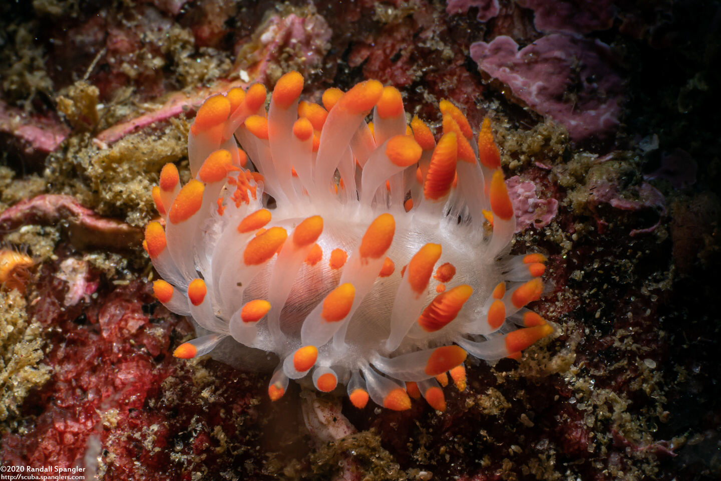 Limacia mcdonaldi (McDonald's Dorid)