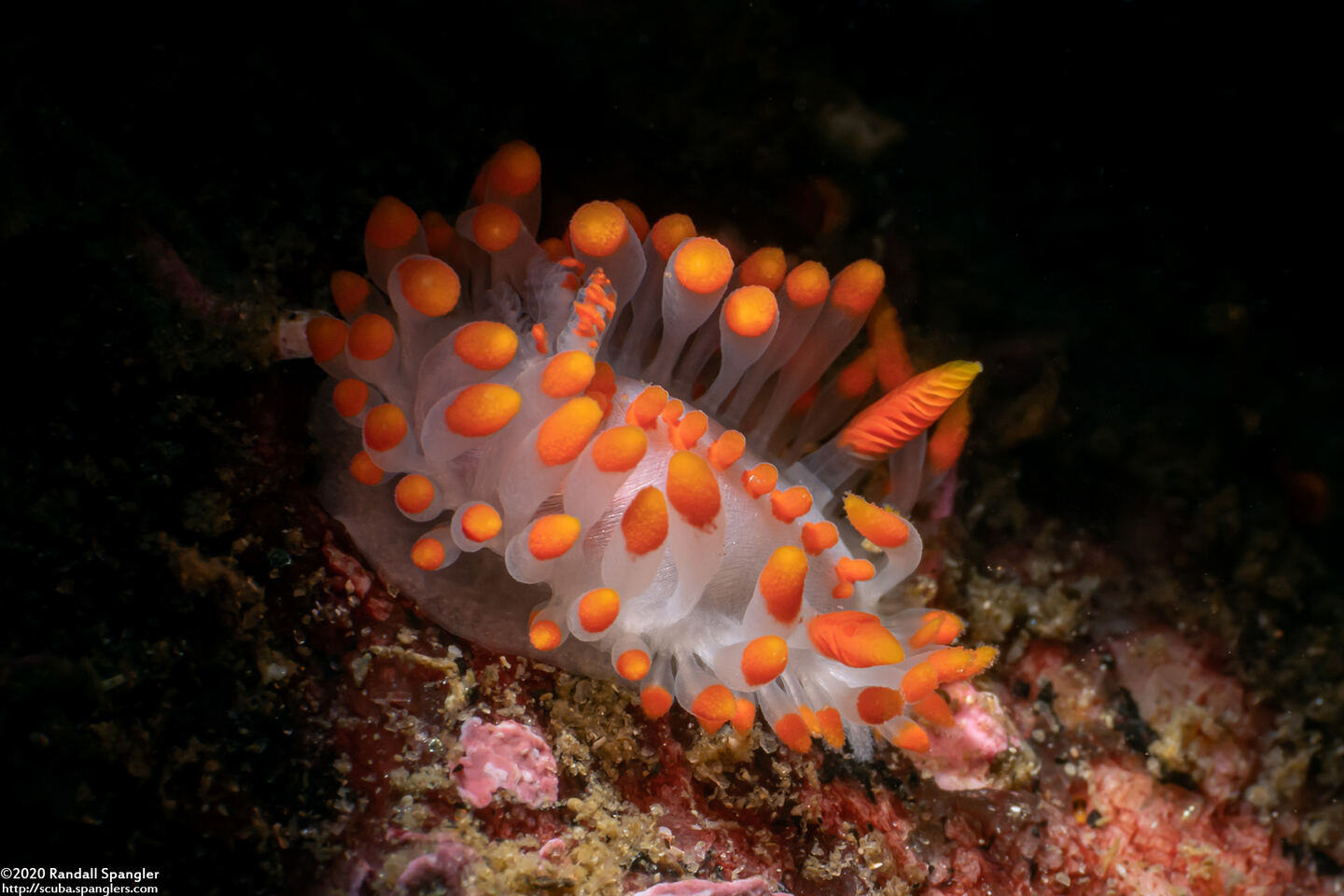 Limacia mcdonaldi (McDonald's Dorid)