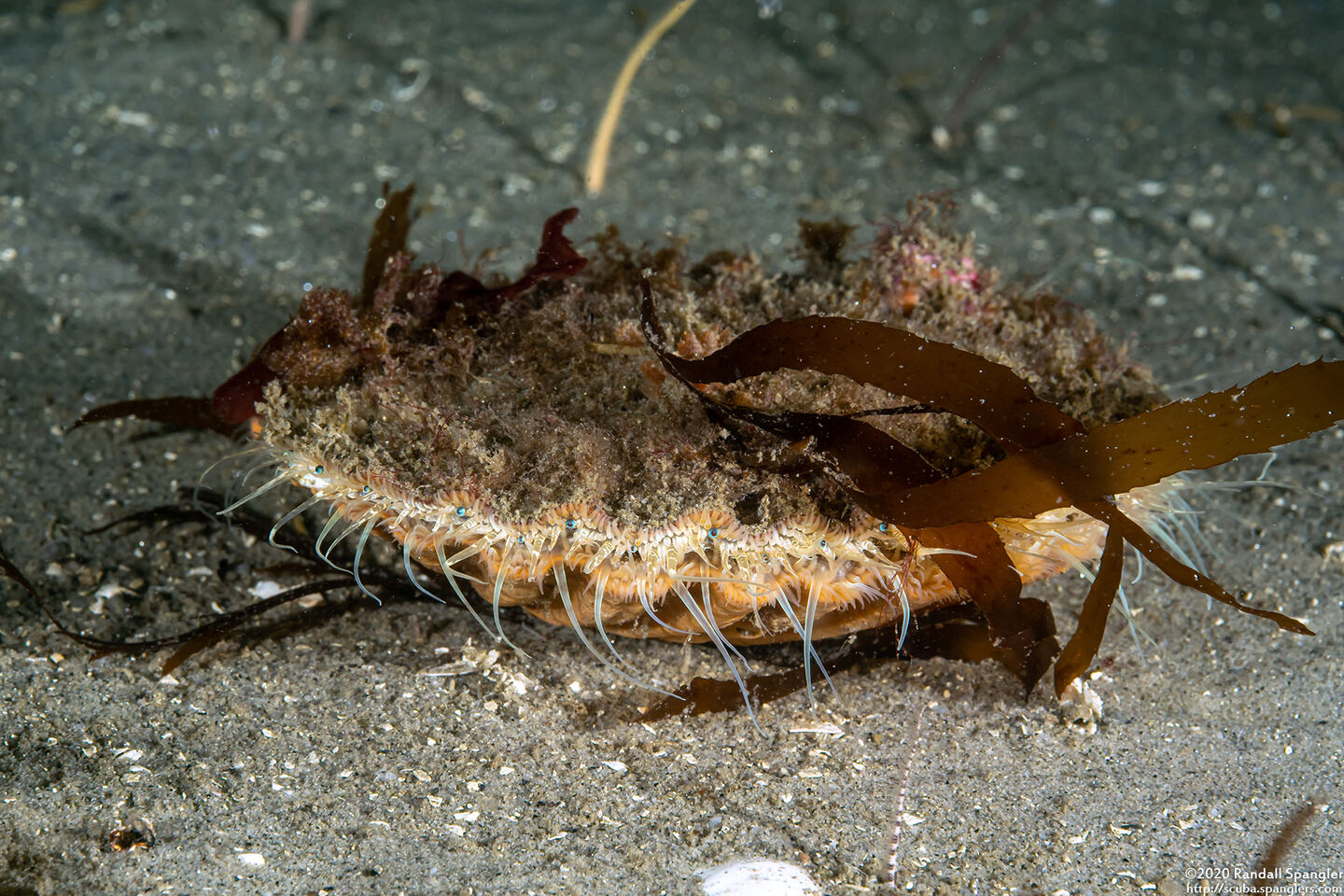 Patinopecten caurinus (Giant Pacific Scallop)