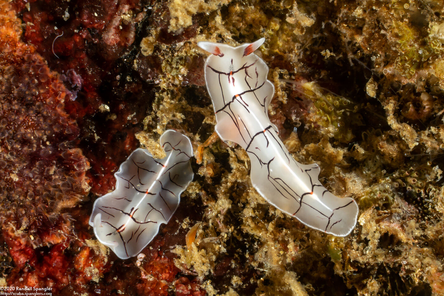 Eurylepta californica (Montgomery's Flatworm)