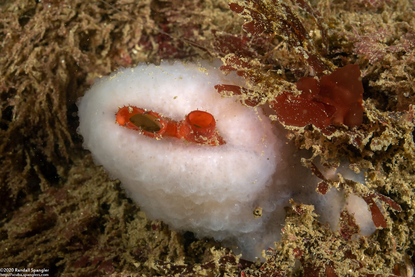 Mytilimeria nuttalli (Sea-Bottle Clam)