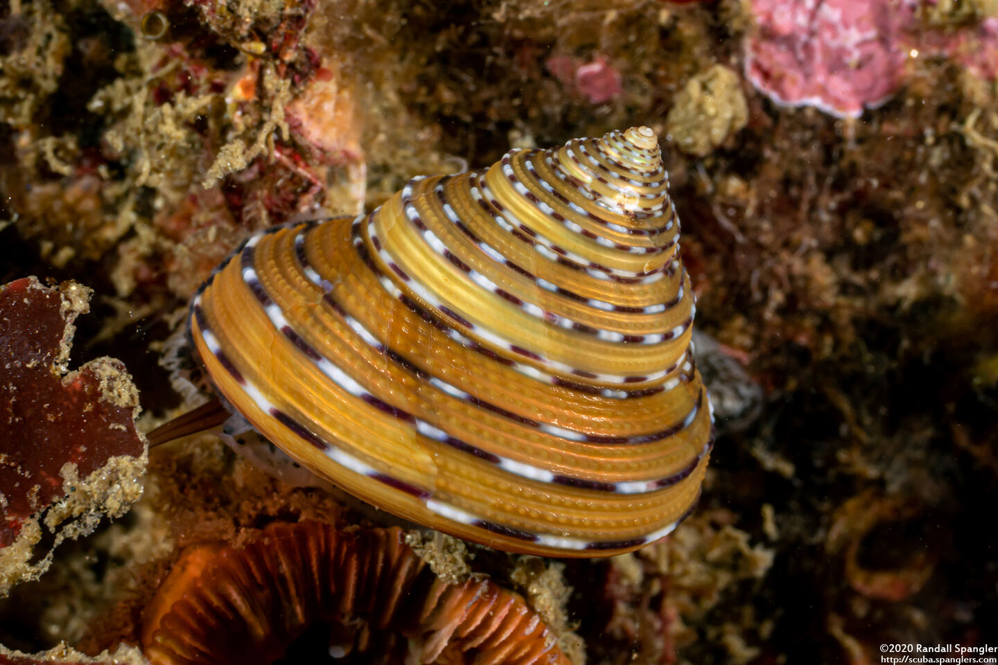 Calliostoma tricolor (Three-Colored Top Shell)