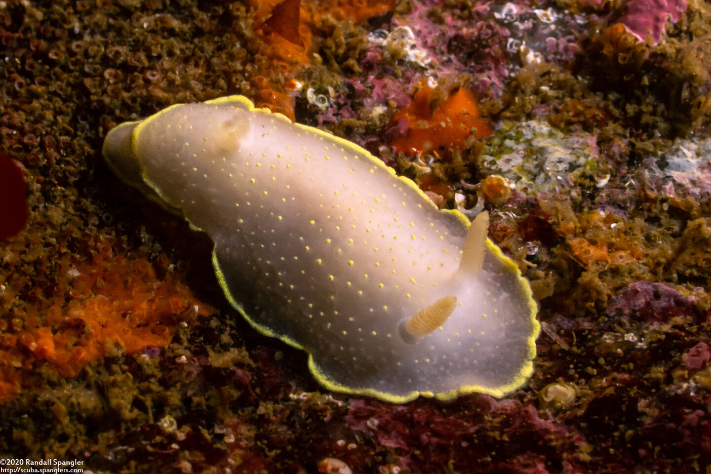 Cadlina luteomarginata (Yellow Margin Cadlina)
