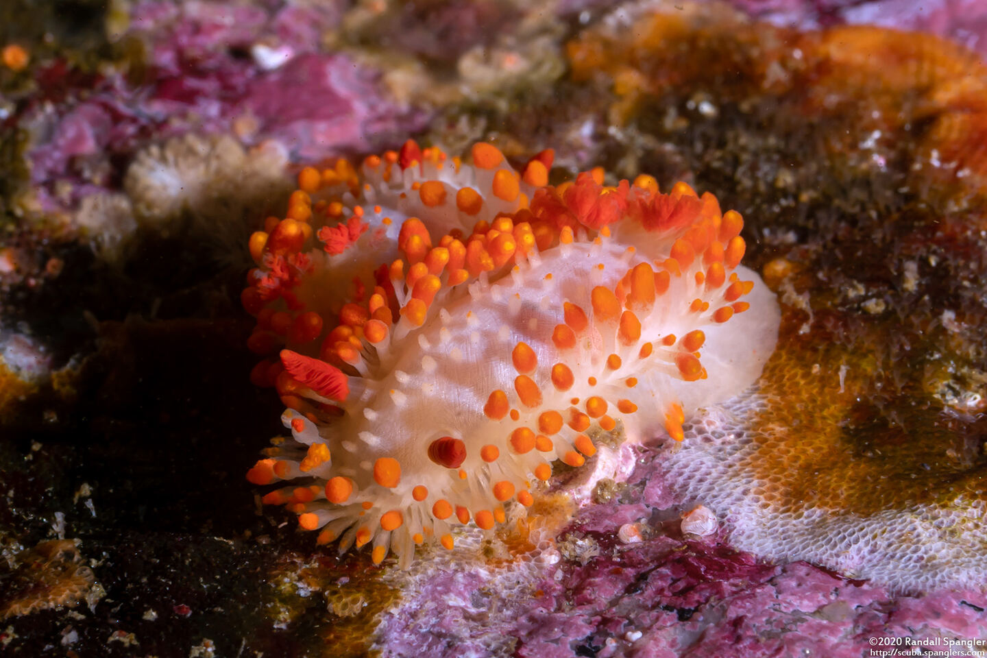 Limacia cockerelli (Cockerell's Dorid)