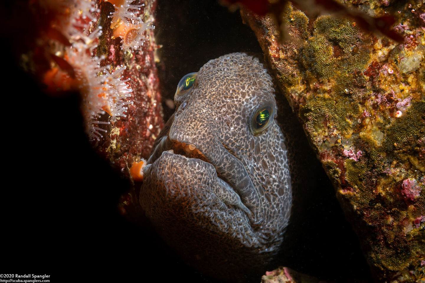 Anarrhichthys ocellatus (Wolf-Eel)