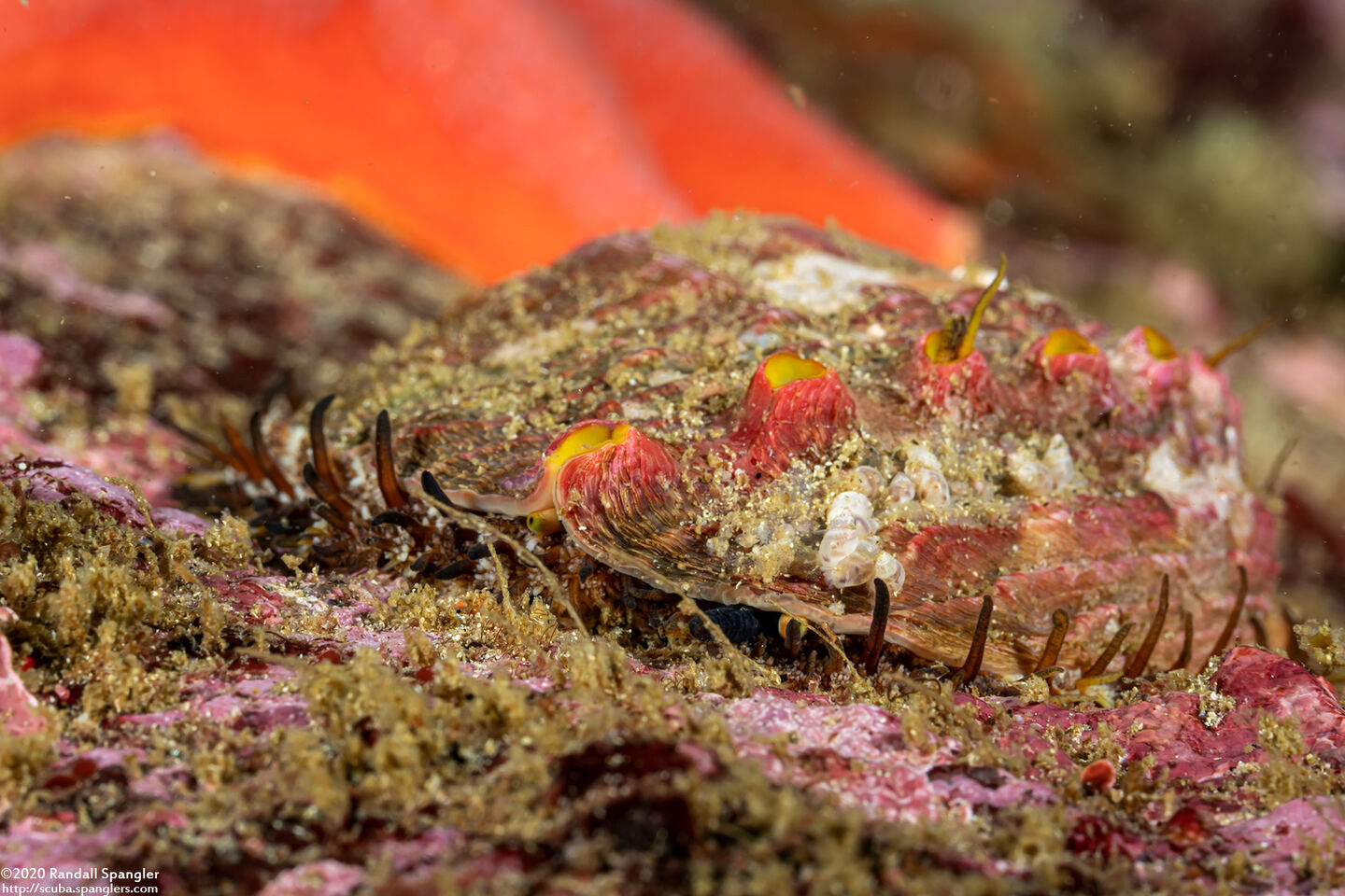 Haliotis kamtschatkana (Pinto Abalone)