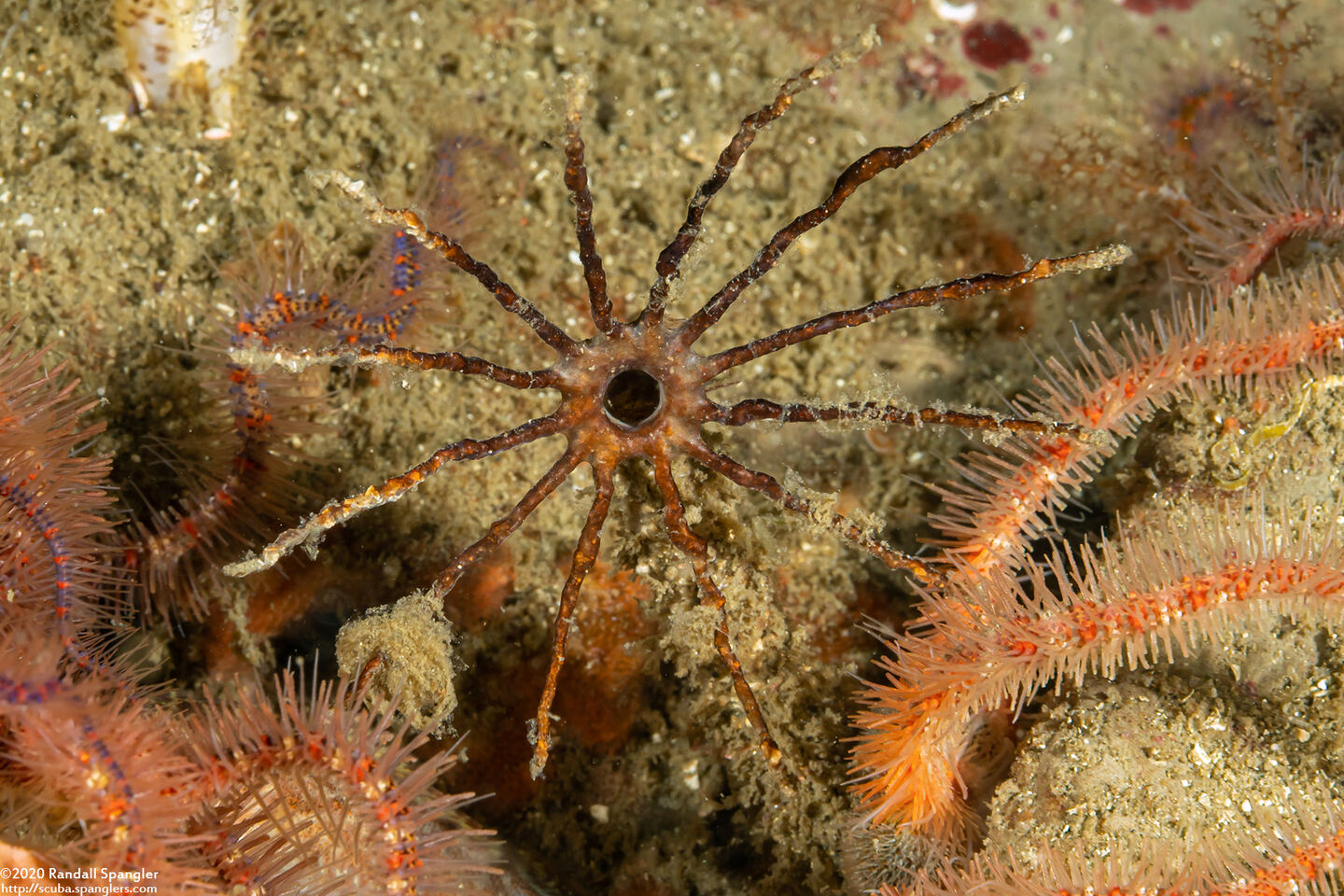 Praxillura maculata (Windmill Worm)
