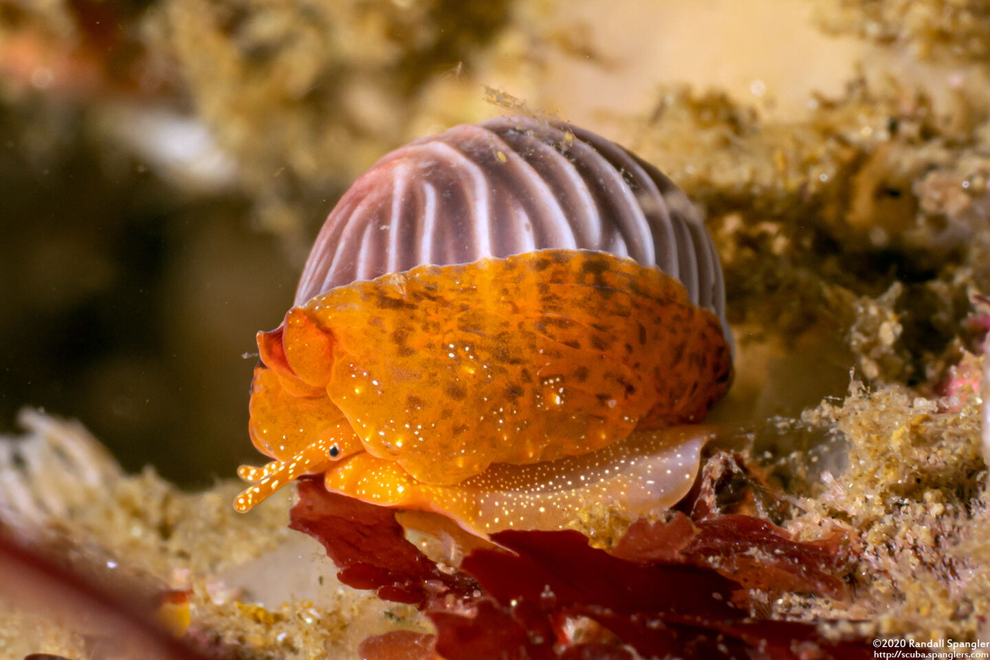 Pseudopusula californiana (Coffee Bean Cowry)