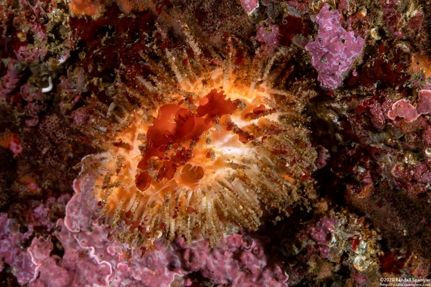 Halocynthia igaboja (Bristly Tunicate)