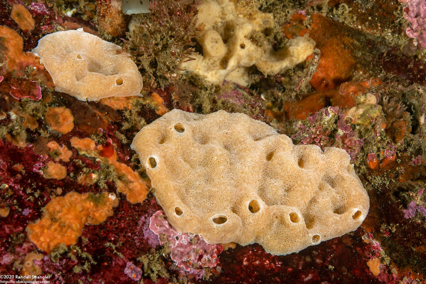 Didemnum sp.9 (Didemnum sp.9)