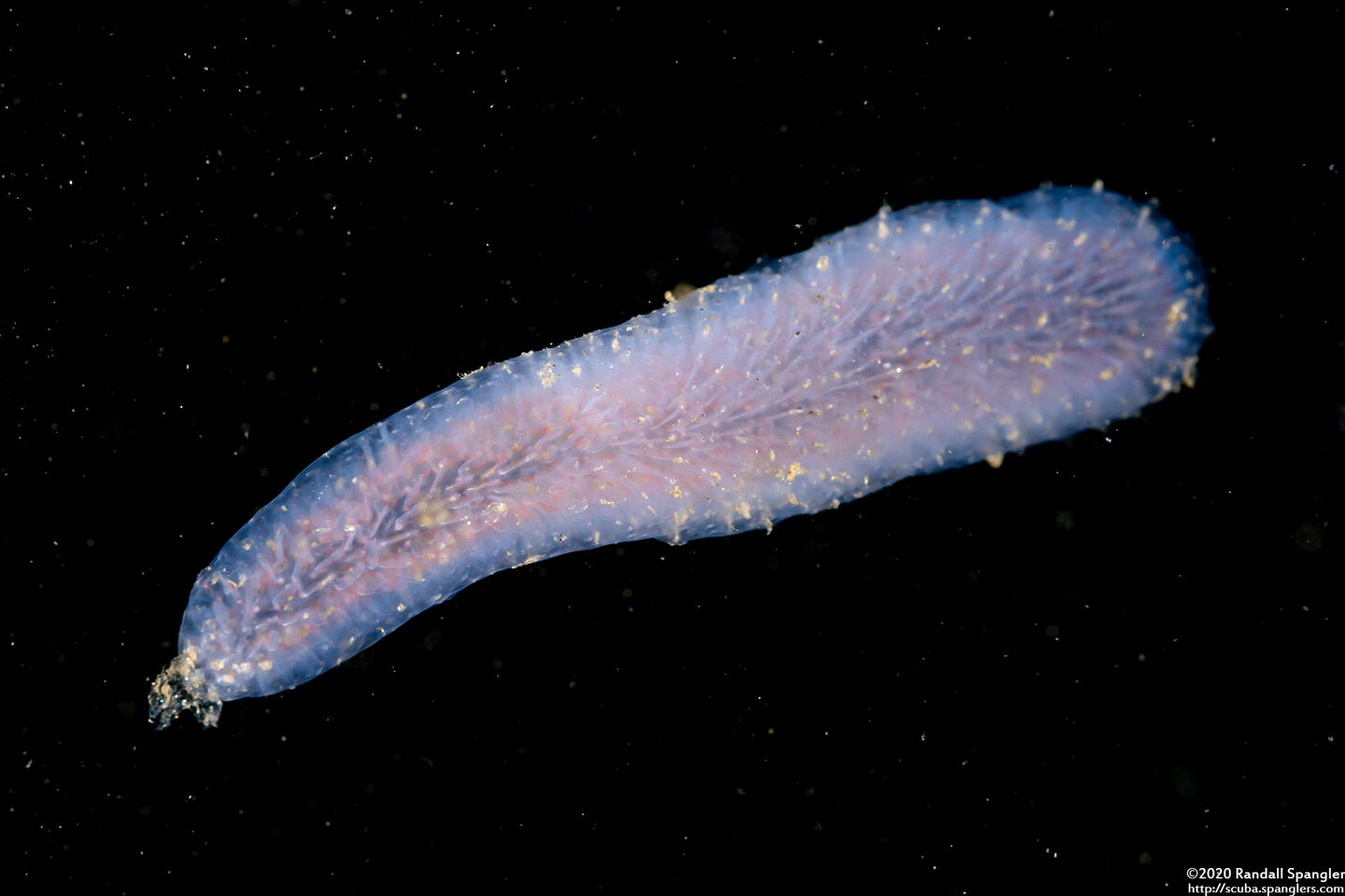 Pyrosoma atlanticum (Pyrosome)