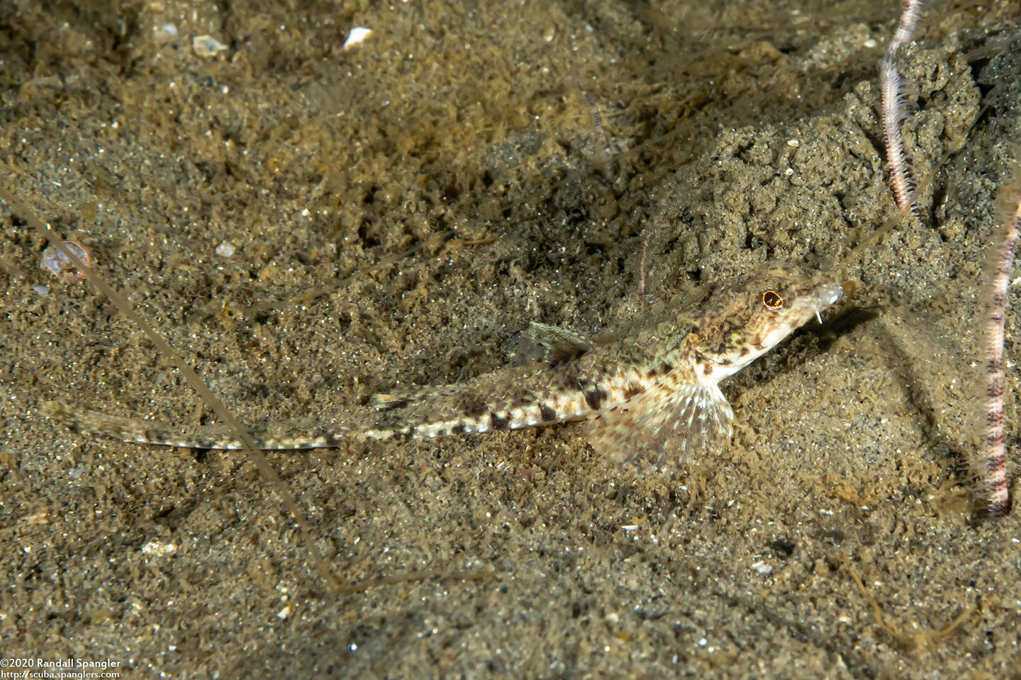 Odontopyxis trispinosa (Pygmy Poacher)