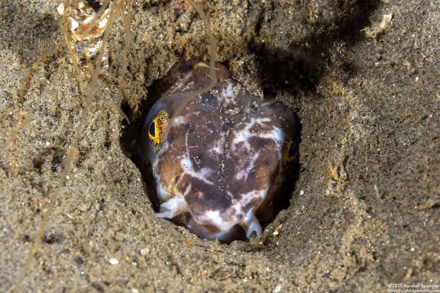 Ophichthus triserialis (Pacific Snake Eel)