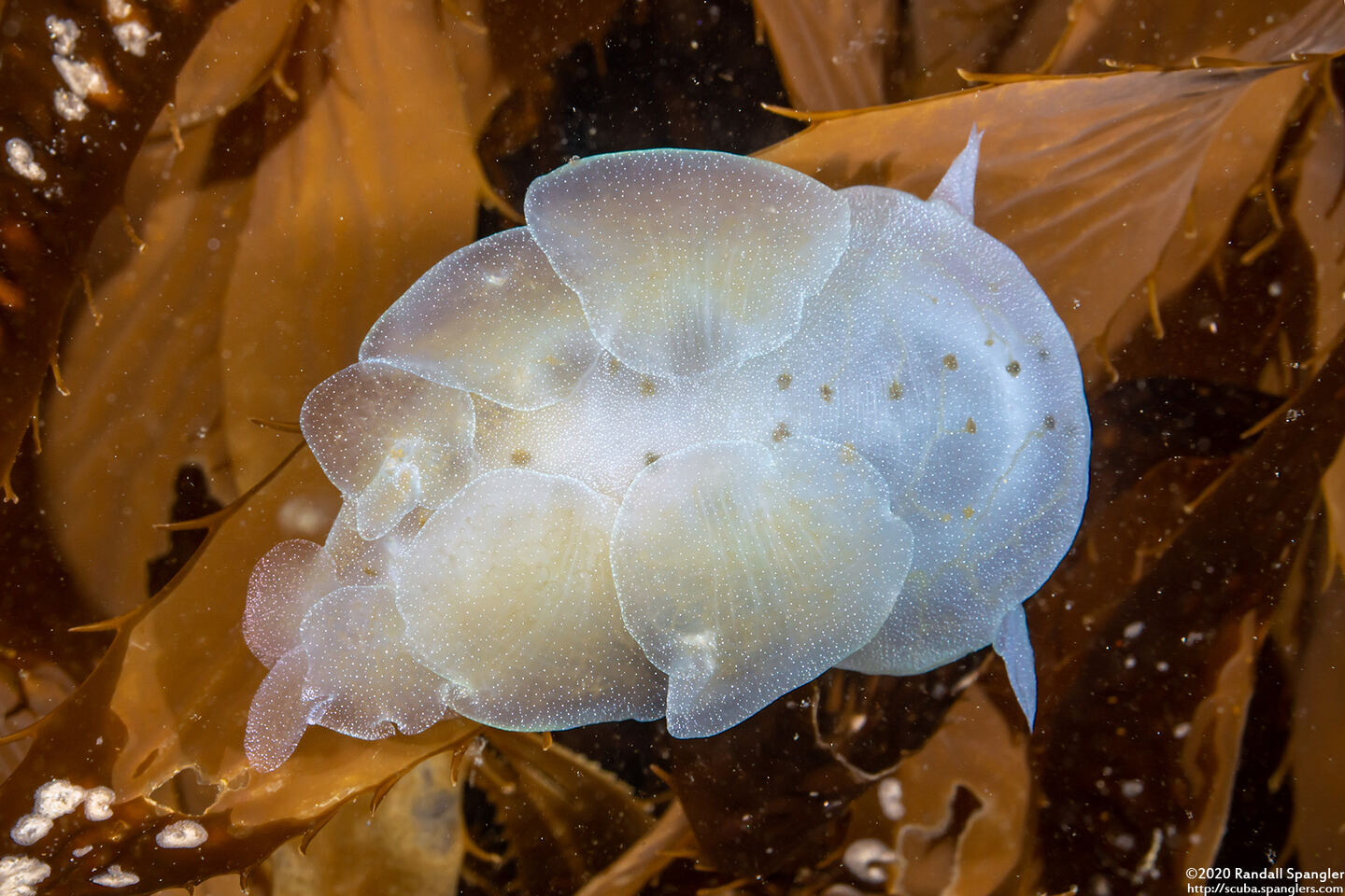 Melibe leonina (Lion's Mane Nudibranch)