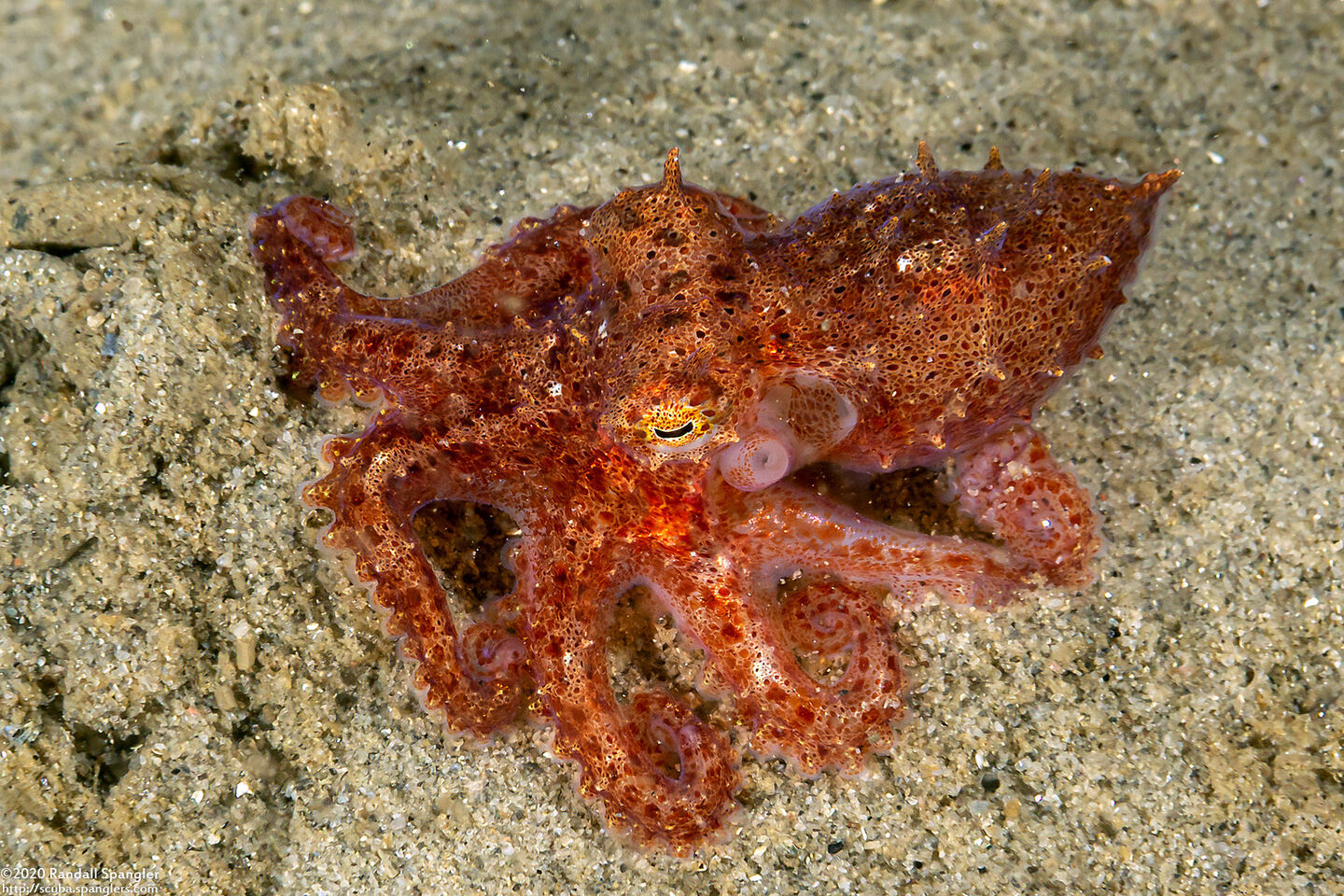 Octopus rubescens (Red Octopus)