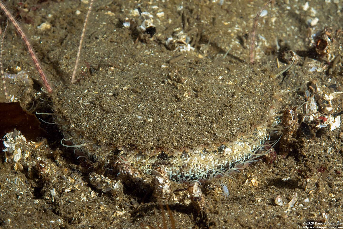 Patinopecten caurinus (Giant Pacific Scallop)
