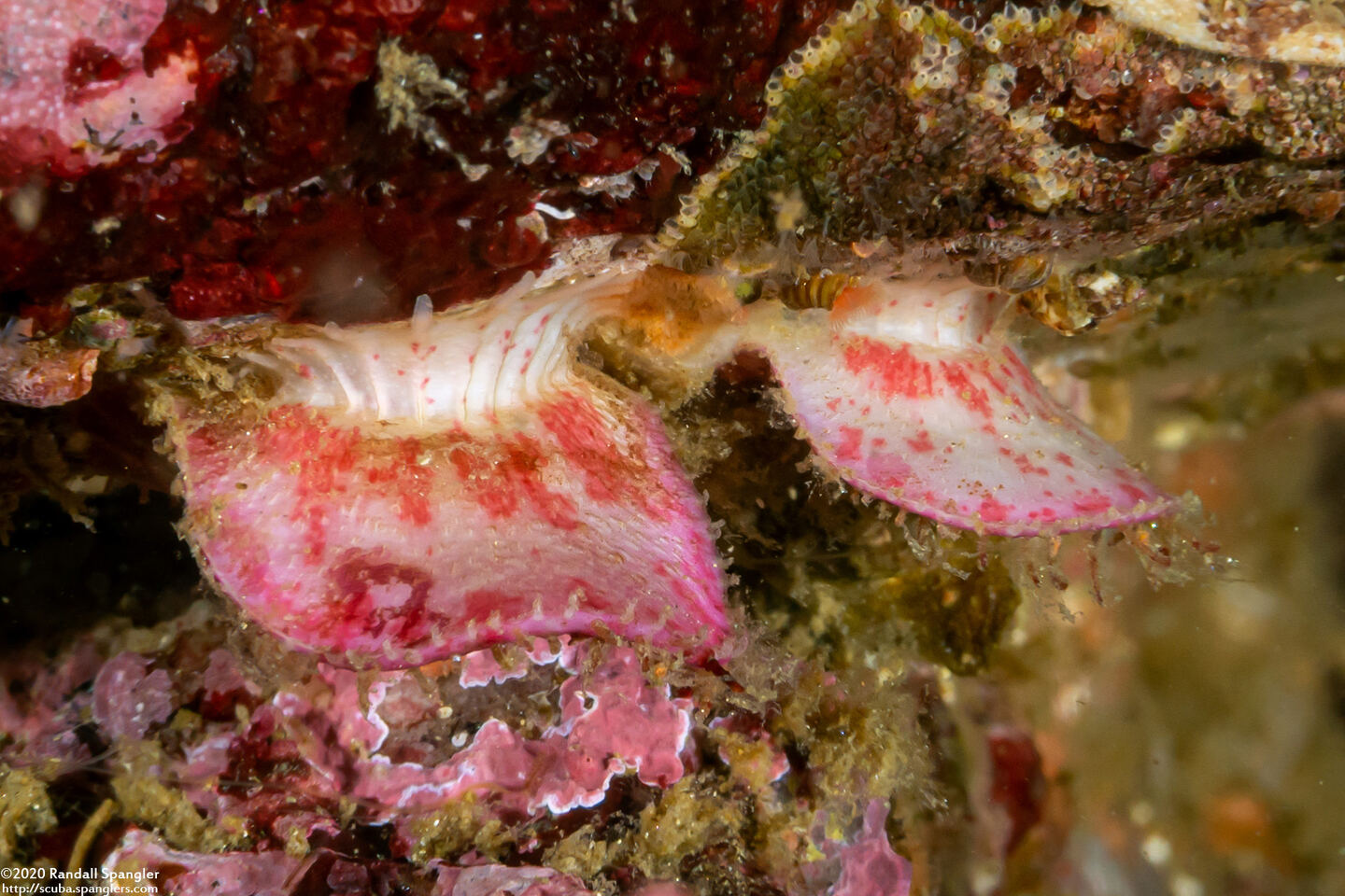 Placiphorella velata (Veiled Chiton)
