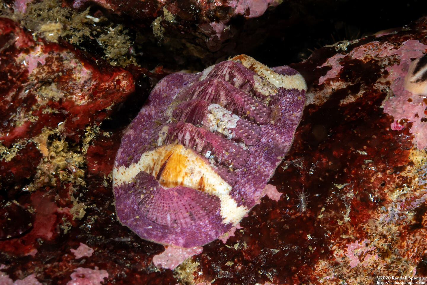 Lepidozona mertensii (Merten's Chiton)