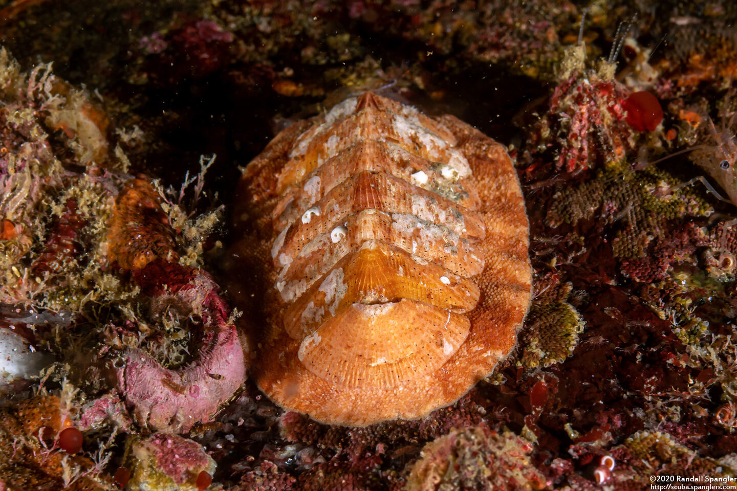 Lepidozona mertensii (Merten's Chiton)