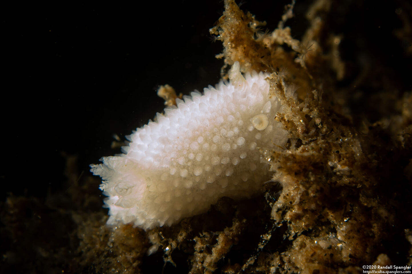 Diaphorodoris lirulatocauda (Ridge-Tailed Dorid)