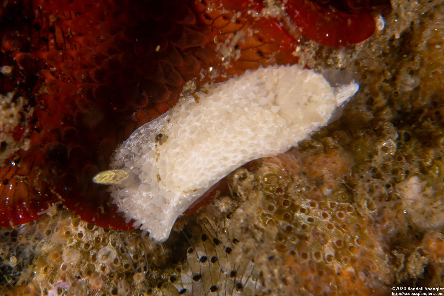 Diaphorodoris lirulatocauda (Ridge-Tailed Dorid)