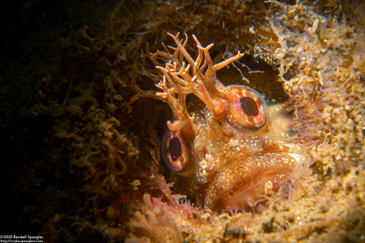 Neoclinus stephensae (Yellowfin Fringehead)