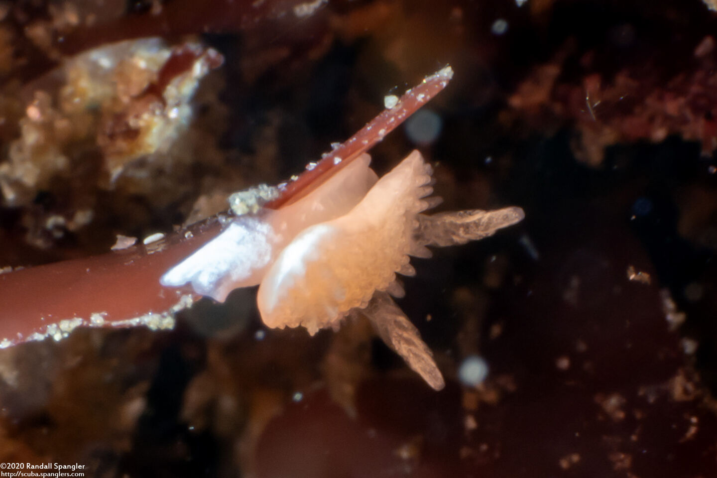 Diaphorodoris lirulatocauda (Ridge-Tailed Dorid)