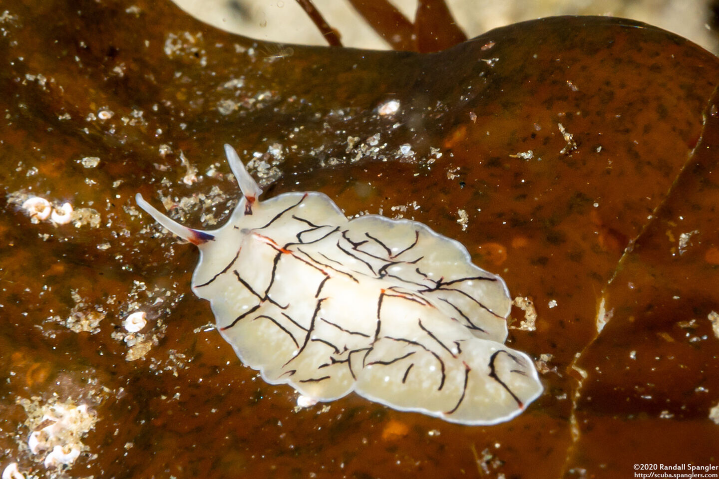 Eurylepta californica (Montgomery's Flatworm)