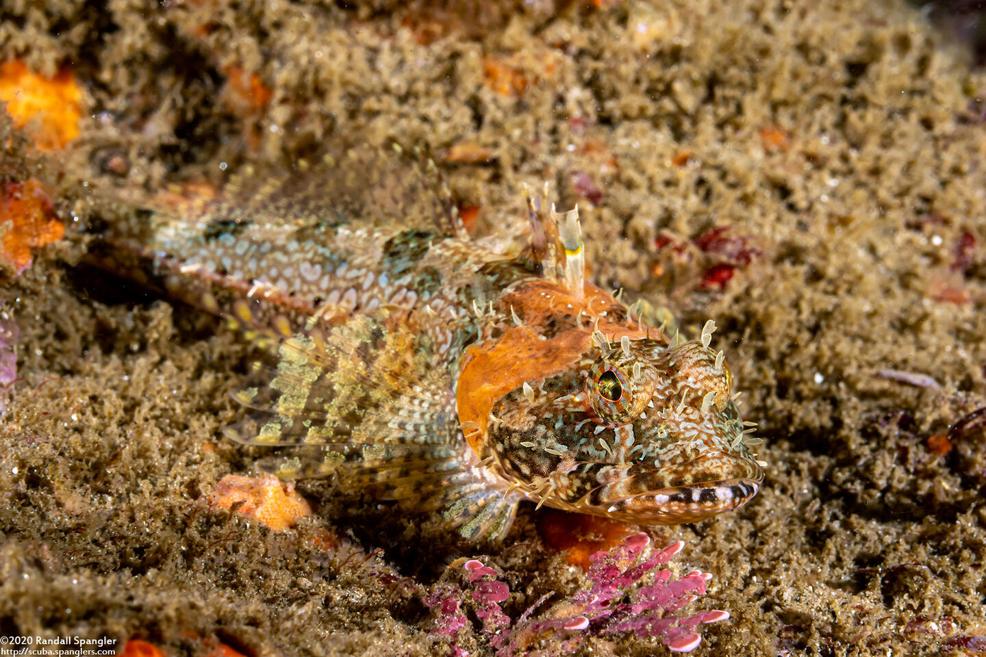 Artedius corallinus (Coralline Sculpin)