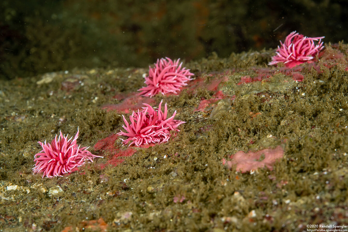 Okenia rosacea (Hopkins' Rose Nudibranch)