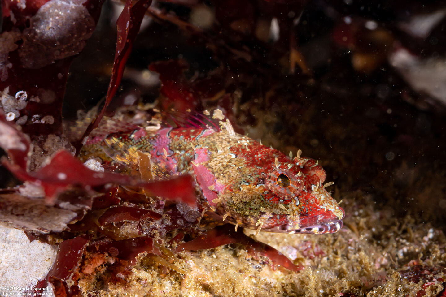Artedius corallinus (Coralline Sculpin)