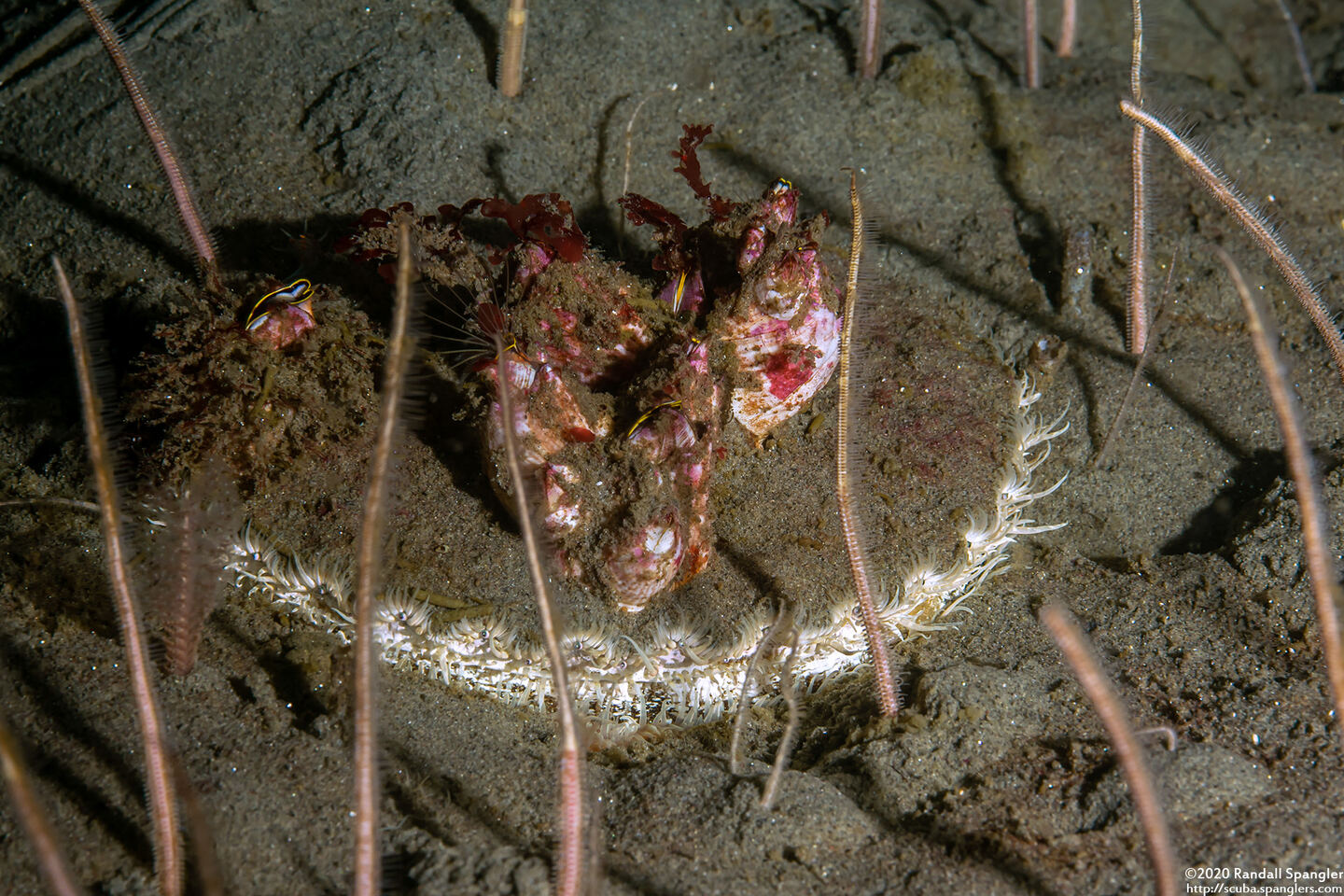 Patinopecten caurinus (Giant Pacific Scallop)