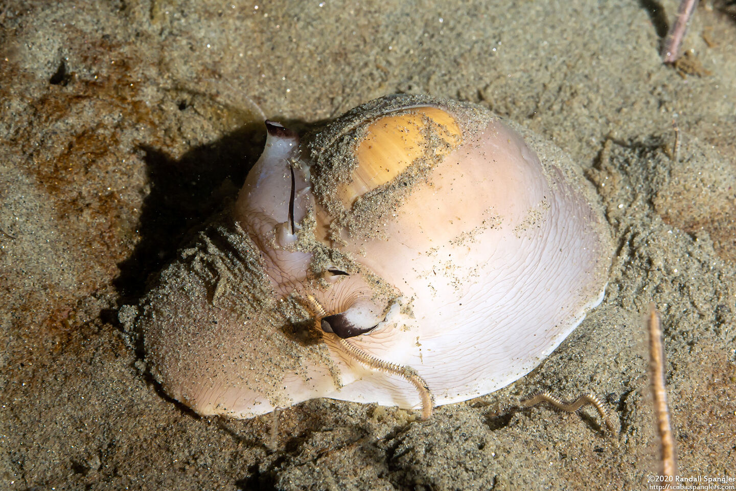 Neverita lewisii (Lewis's Moon Snail)