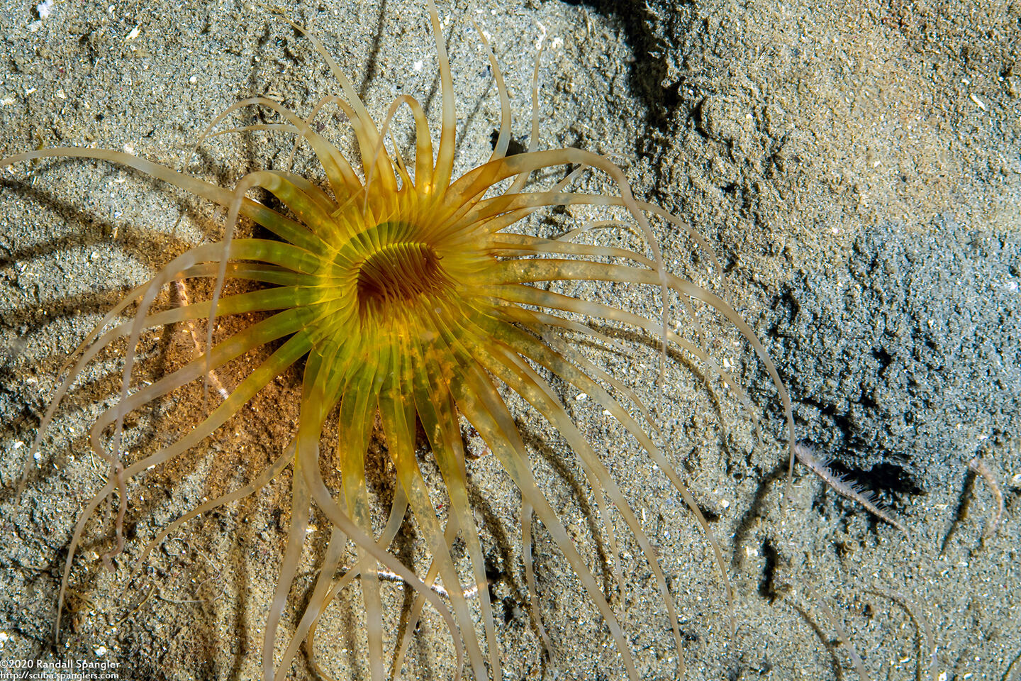 Pachycerianthus aestuari (Pachycerianthus Aestuari)