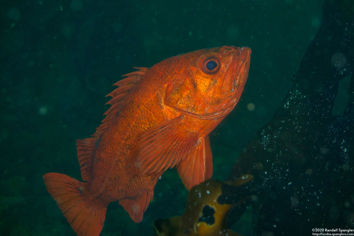 Sebastes miniatus (Vermilion Rockfish)