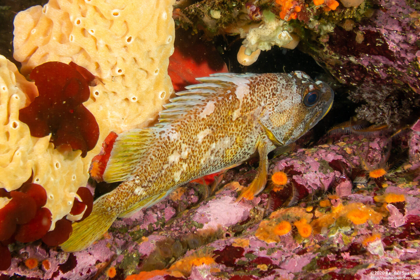 Sebastes carnatus (Gopher Rockfish)