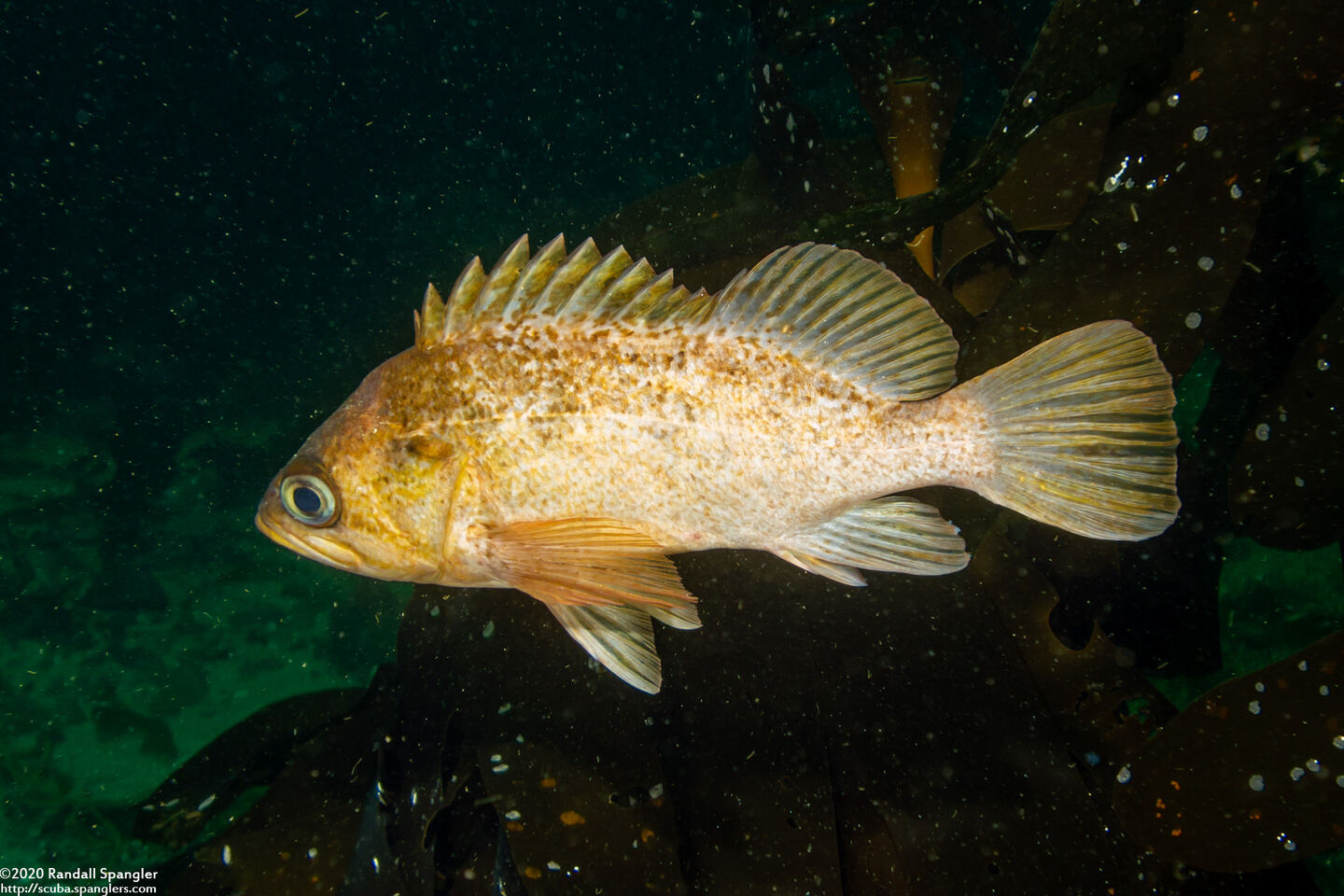 Sebastes atrovirens (Kelp Rockfish)