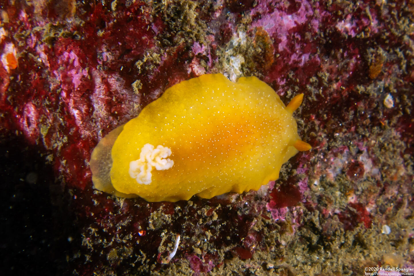 Doriopsilla fulva (White-Speckled Dorid)