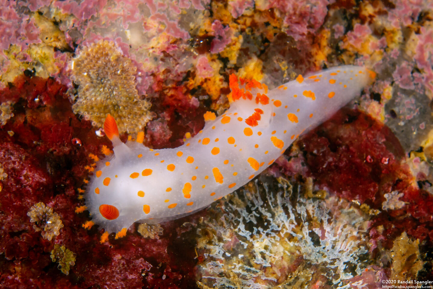 Triopha catalinae (Catalina Triopha)