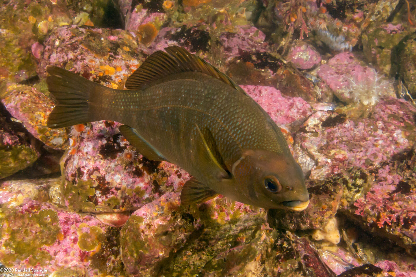 Embiotoca jacksoni (Black Perch)