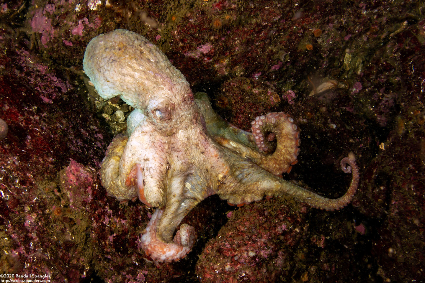 Octopus rubescens (Red Octopus)