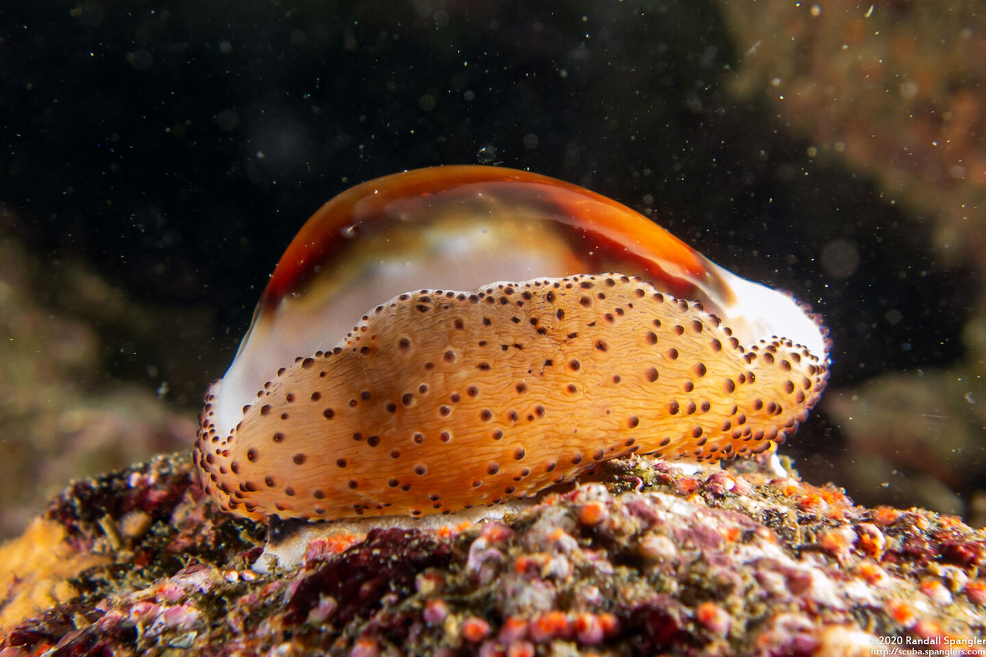 Neobernaya spadicea (Chestnut Cowry)