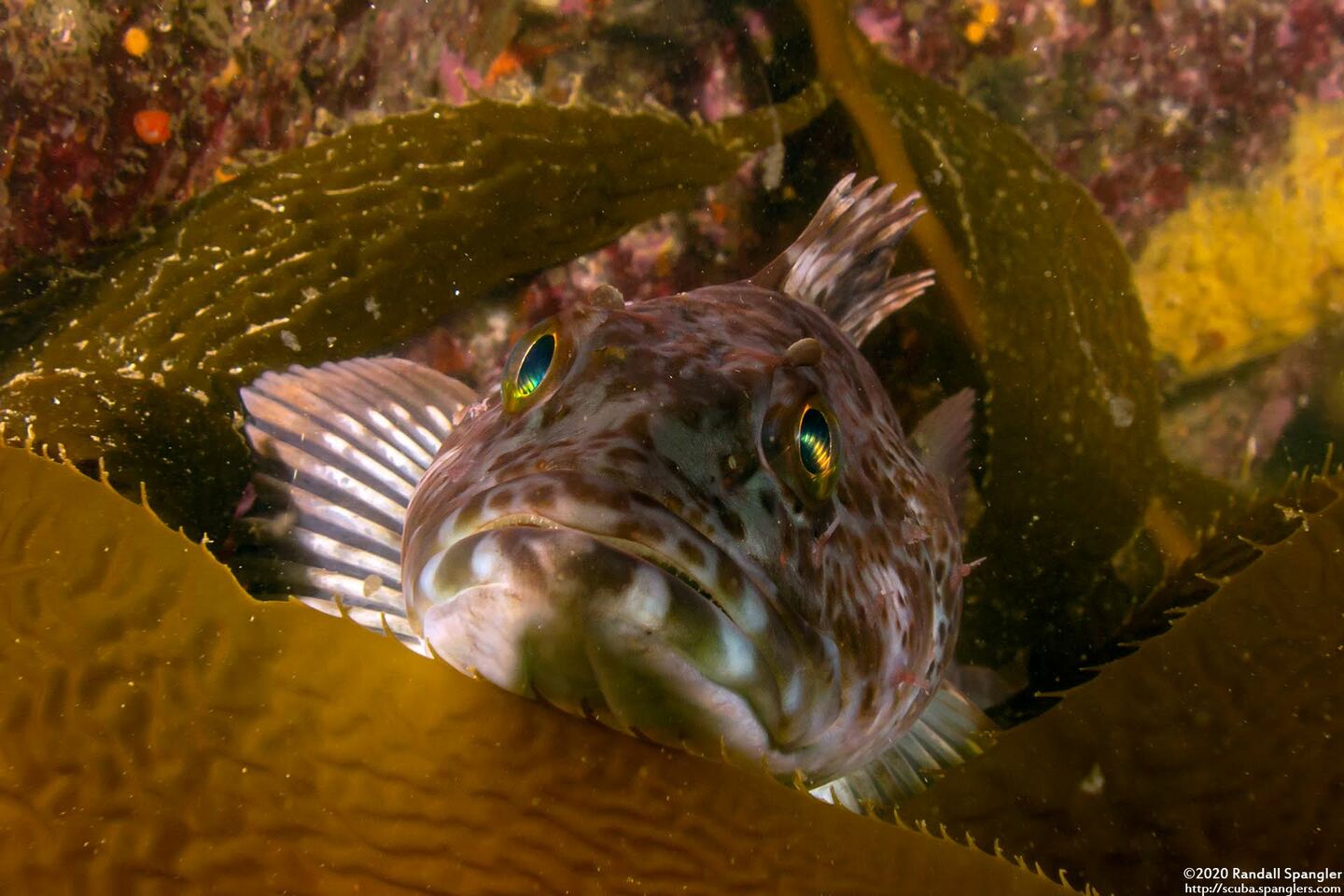 Ophiodon elongatus (Lingcod)