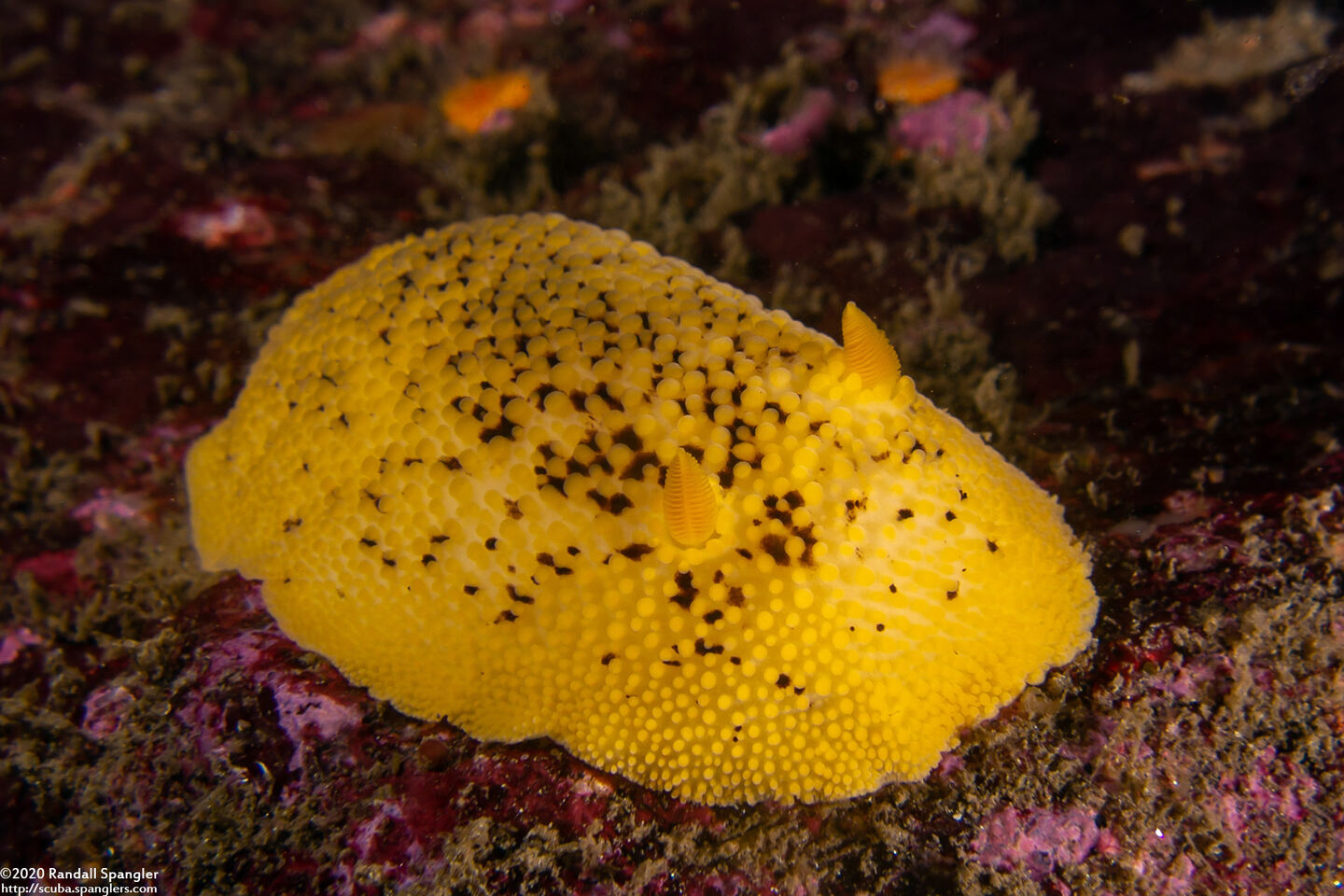 Peltodoris nobilis (Sea Lemon)