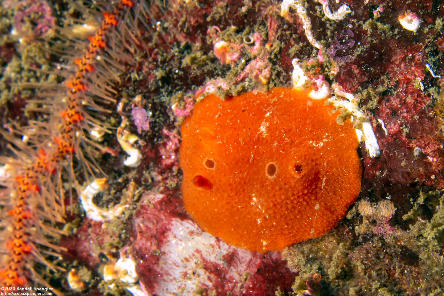 Aldisa sanguinea (Red Aldisa)