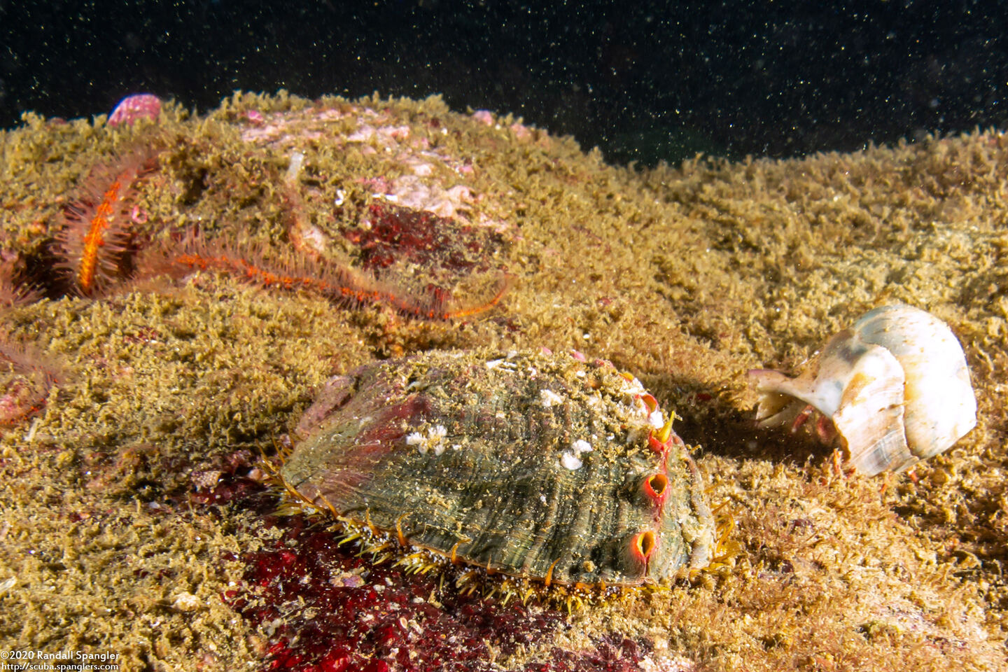 Haliotis kamtschatkana (Pinto Abalone)