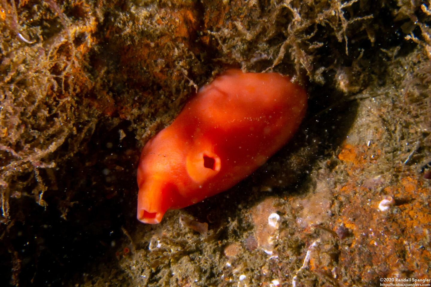 Cnemidocarpa finmarkiensis (Shiny Orange Sea Squirt)